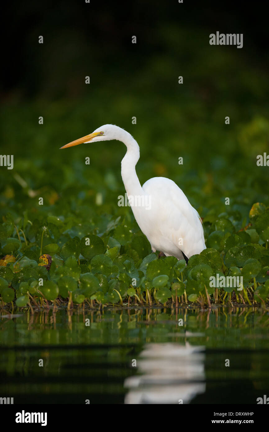 Gran Egret y reflexión en la ribera del río Chagres, el Parque Nacional Soberanía, República de Panamá. Foto de stock