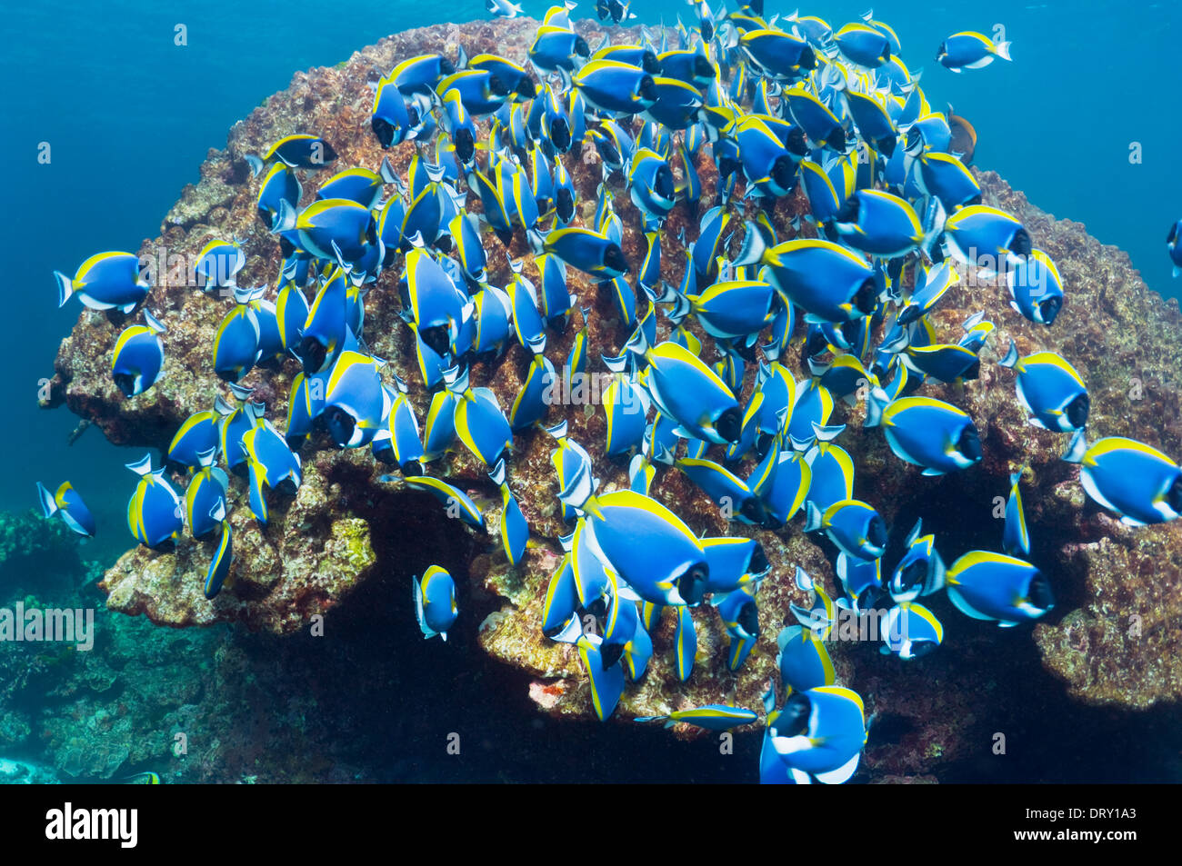 El Pez Cirujano azul de polvo (Acanthurus leucosternon), alimentación escolar grande de algas en rocas de coral. Mar de Andamán, Tailandia. Foto de stock