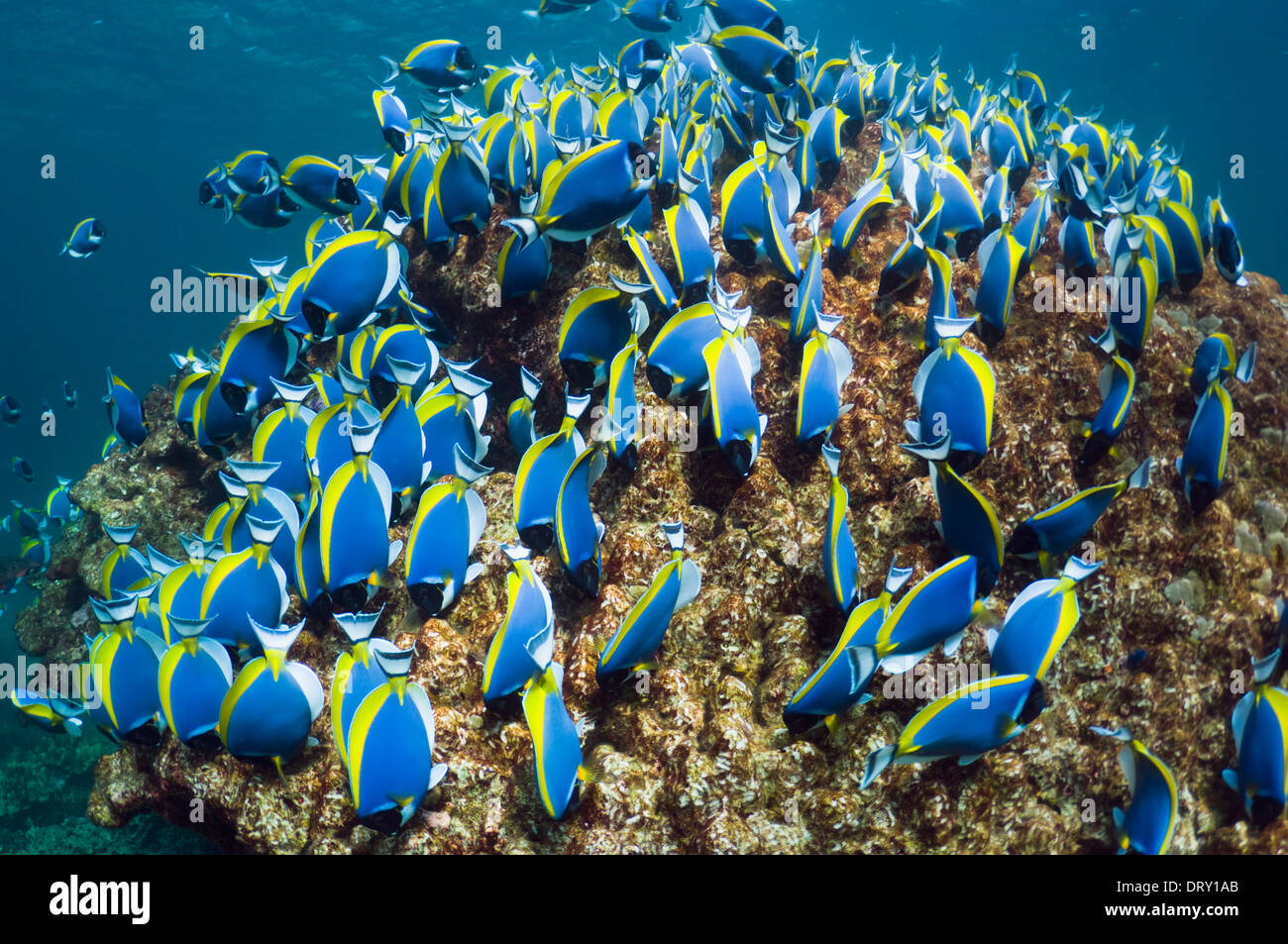 El Pez Cirujano azul de polvo (Acanthurus leucosternon), alimentación escolar grande de algas en rocas de coral. Mar de Andamán, Tailandia. Foto de stock
