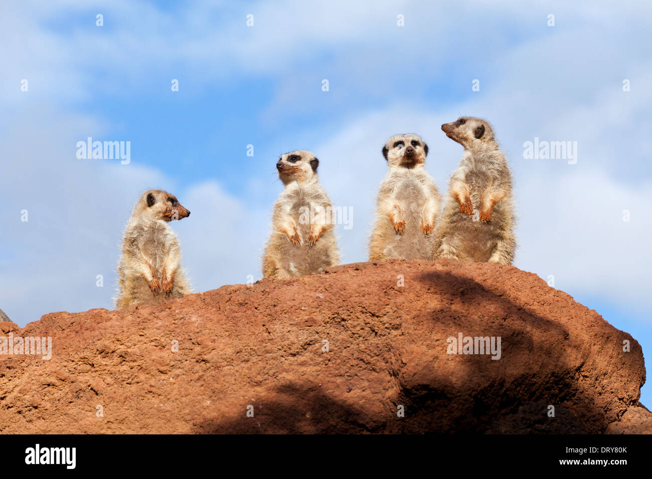 Meerkats Oasis Park en Fuerteventura, Islas Canarias, España Foto de stock