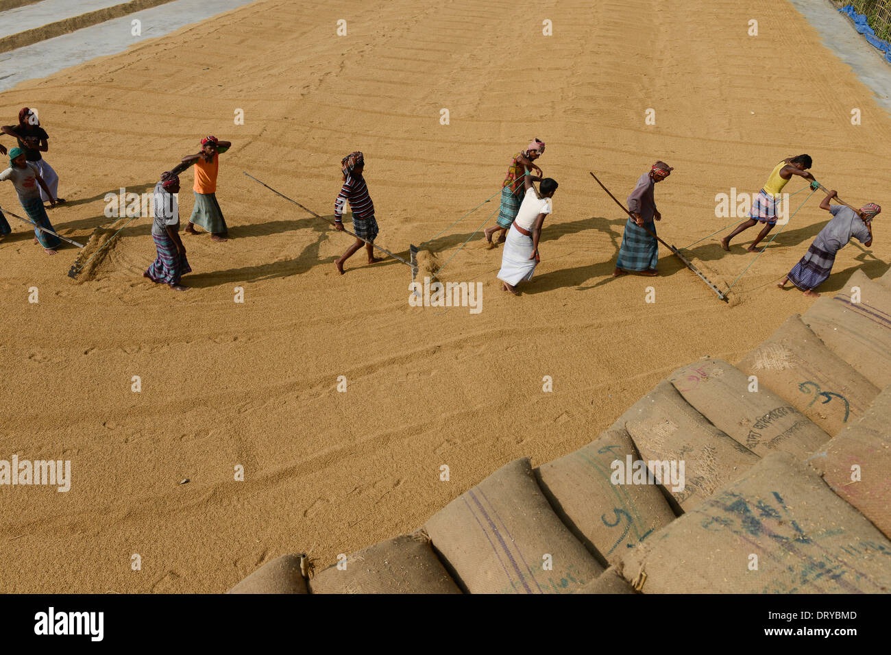 Tangail, Bangladesh pequeño molino de arroz cerca Kalihati, trabajador vuelta paddy para secado al sol Foto de stock
