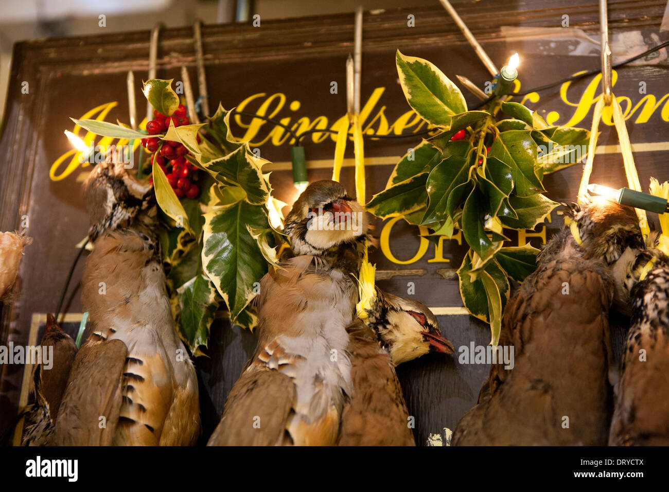 Caza de aves muertas colgando de un signo carniceros en Navidad. Foto de stock