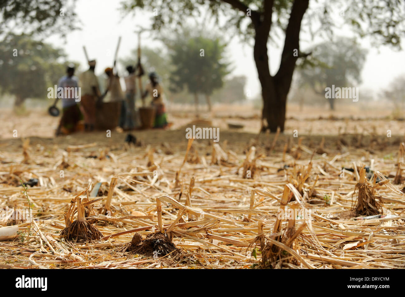 BURKINA FASO Kaya, aldea Korsimoro, la mujer libra el mijo, la región del Sahel es regularmente afectadas por la sequía y el hambre Foto de stock