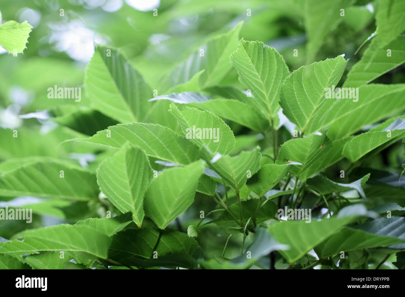 Las hojas verdes en el verano Foto de stock