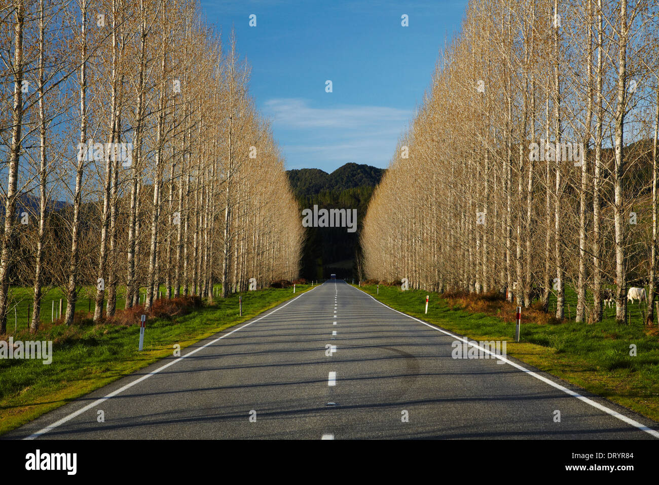 La carretera estatal 65 cerca de Maruia, Región Buller, Costa oeste, Isla del Sur, Nueva Zelanda Foto de stock