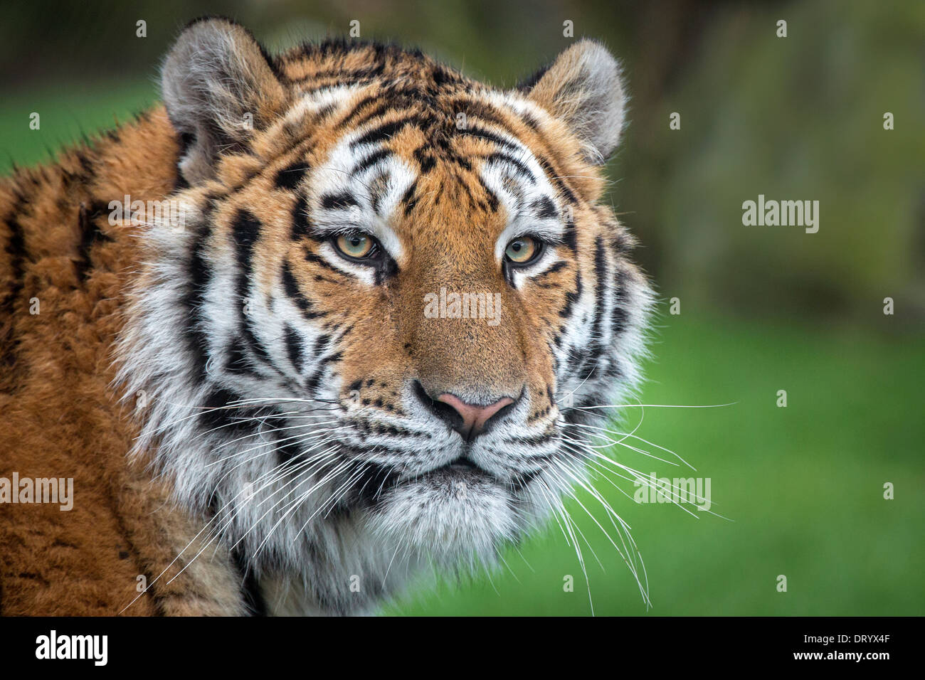 Tigre de Amur Foto de stock