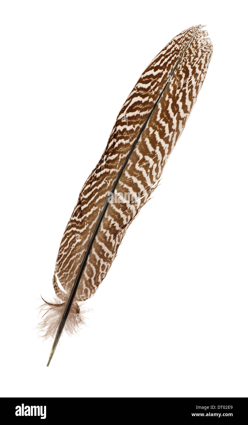 Faisán feather aislado en blanco Foto de stock
