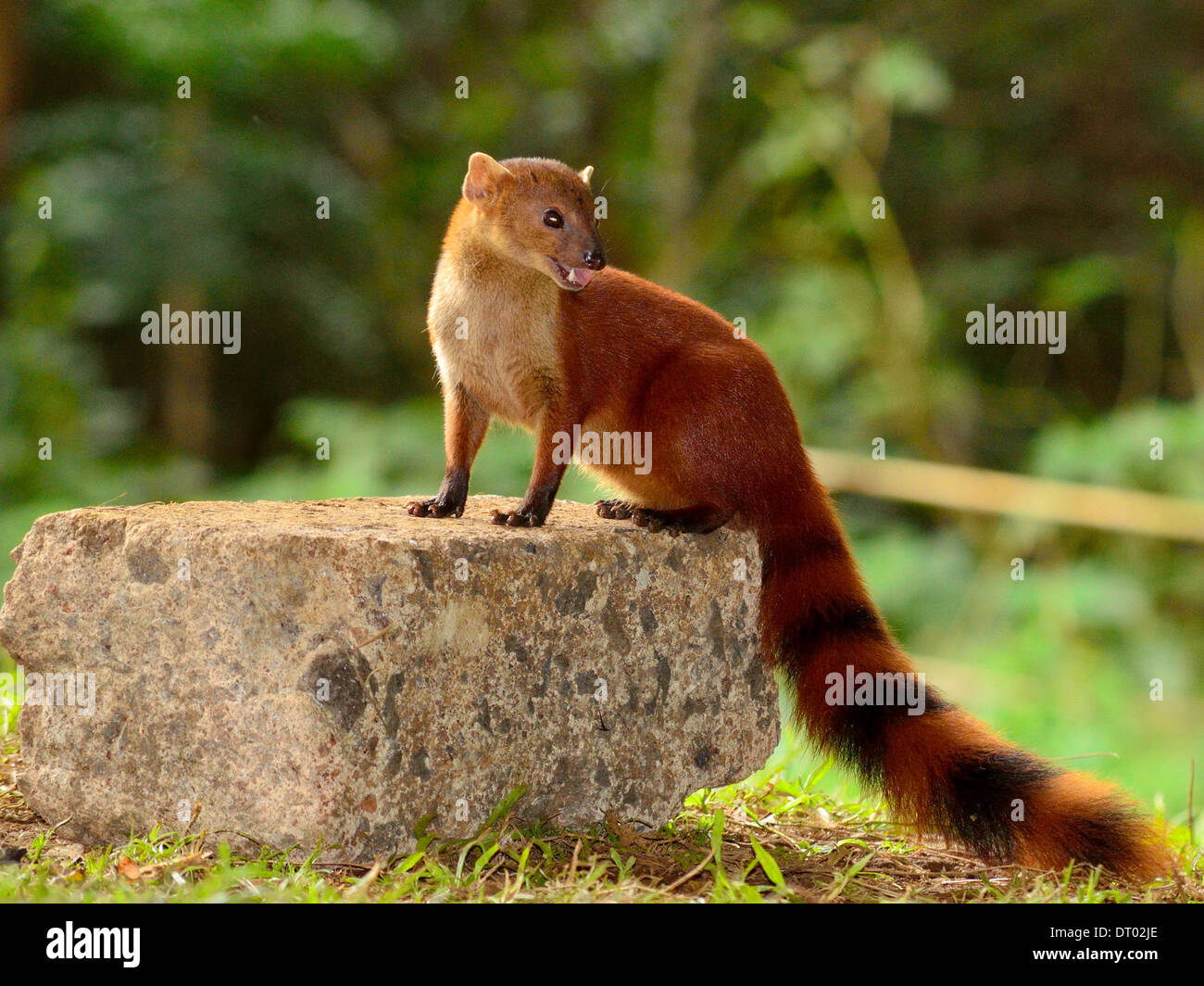 Mangosta de cola anillada fotografías e imágenes de alta resolución Alamy