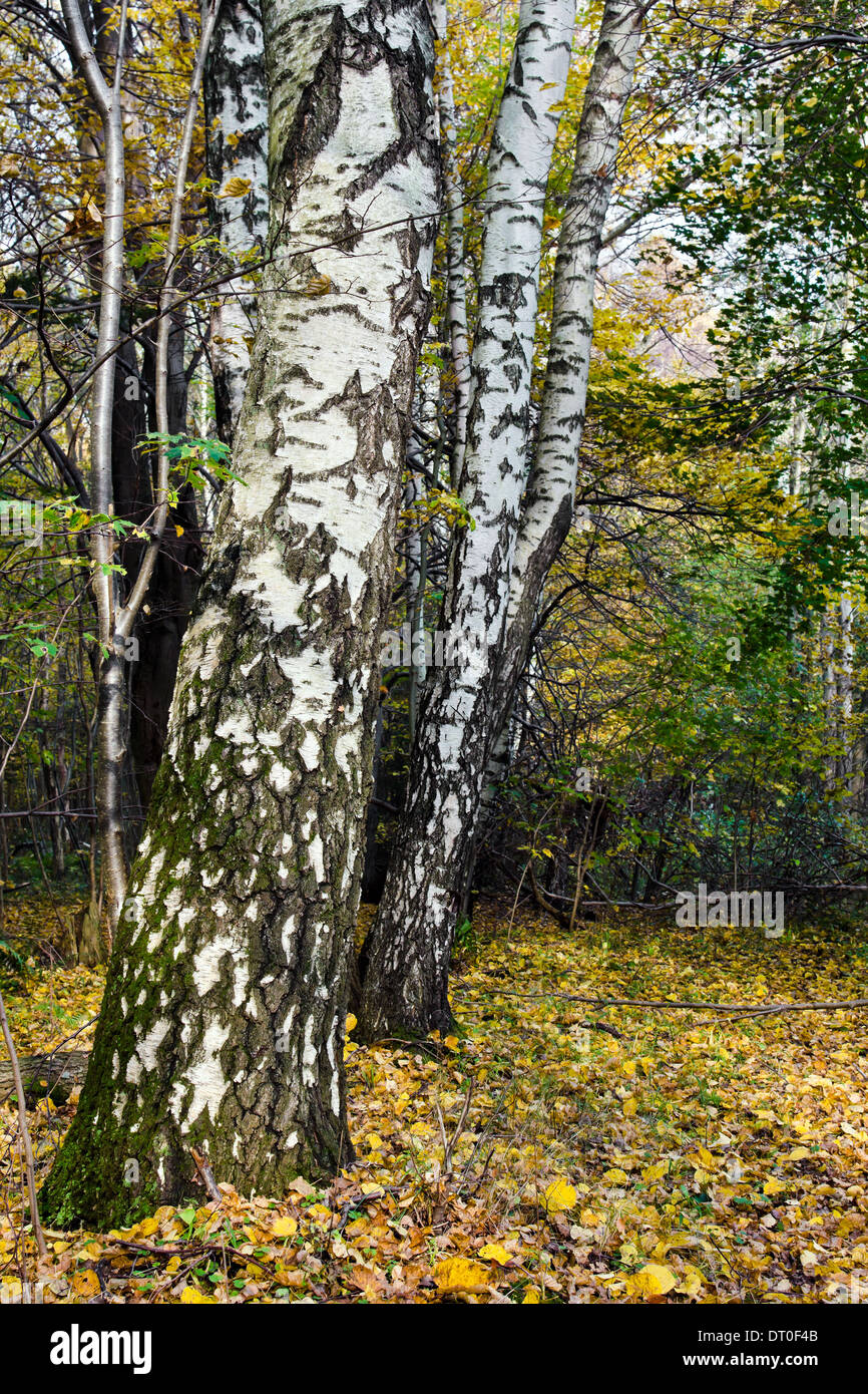 Los troncos blancos de los abedules en el fondo del bosque de otoño Foto de stock