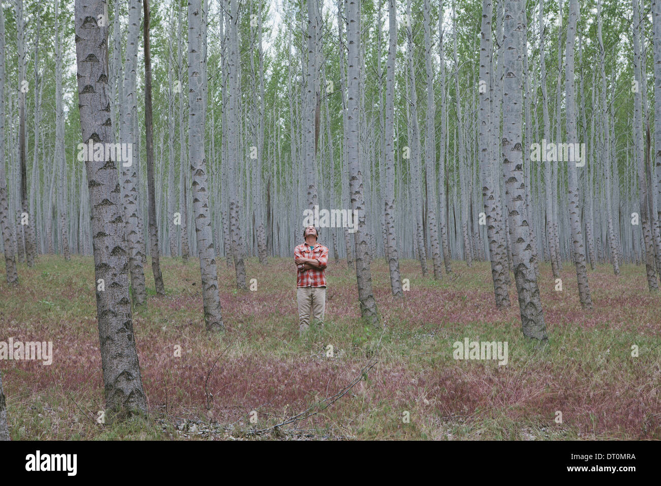 Oregón EE.UU. hombre en bosques de álamos Oregón EE.UU. Foto de stock