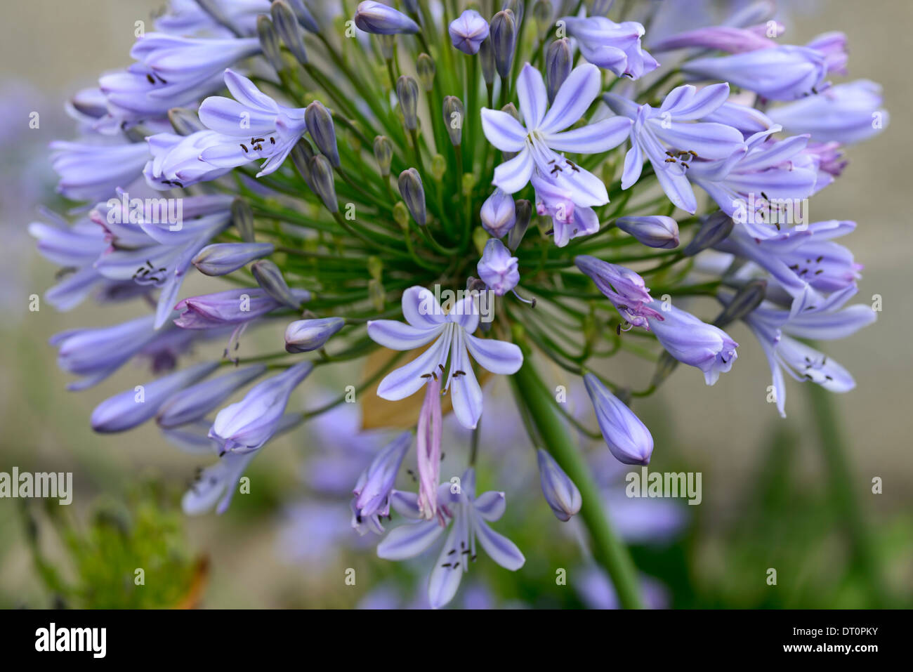 Agapanthus africanus umbellatus Lirio africano lila azul floración  floración flowerhead flores silvestres de clúster amable Fotografía de  stock - Alamy