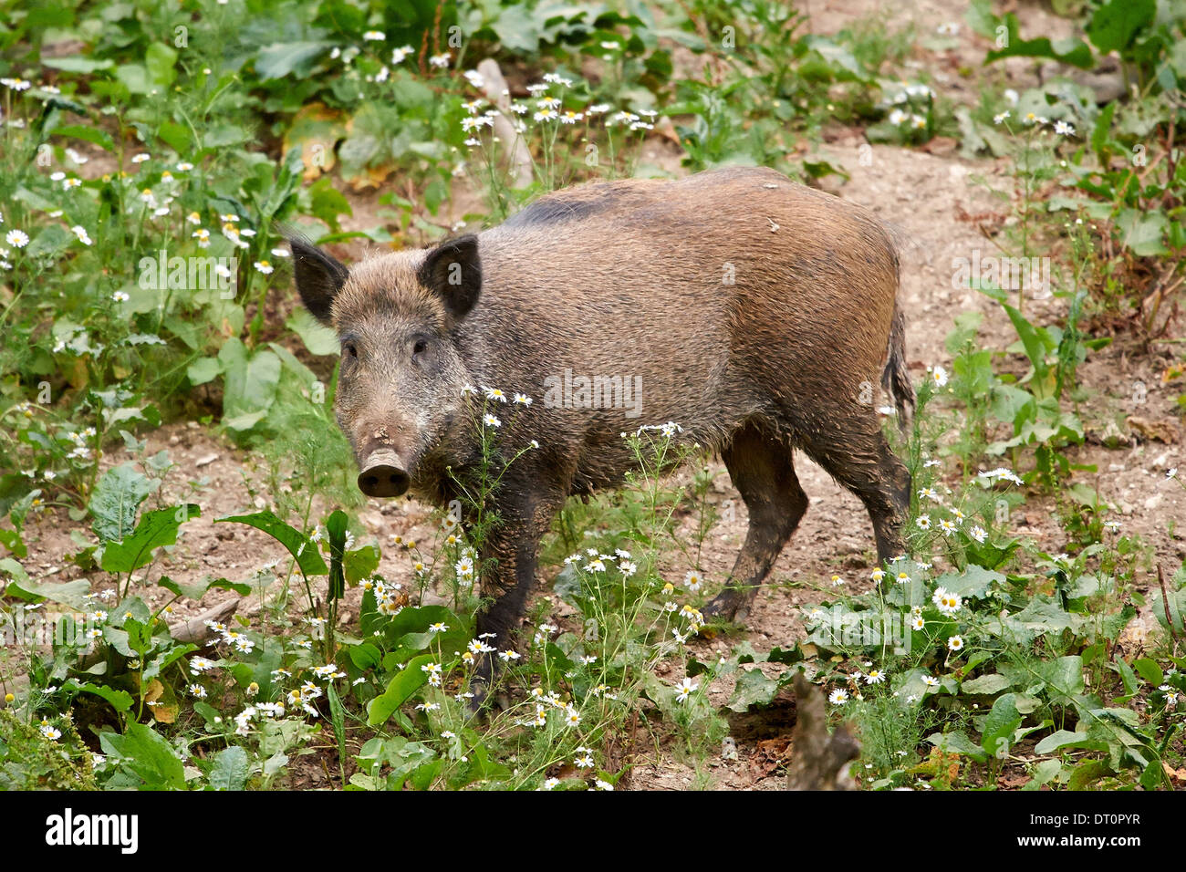 El jabalí o cerdo salvaje (Sus scrofa) Foto de stock