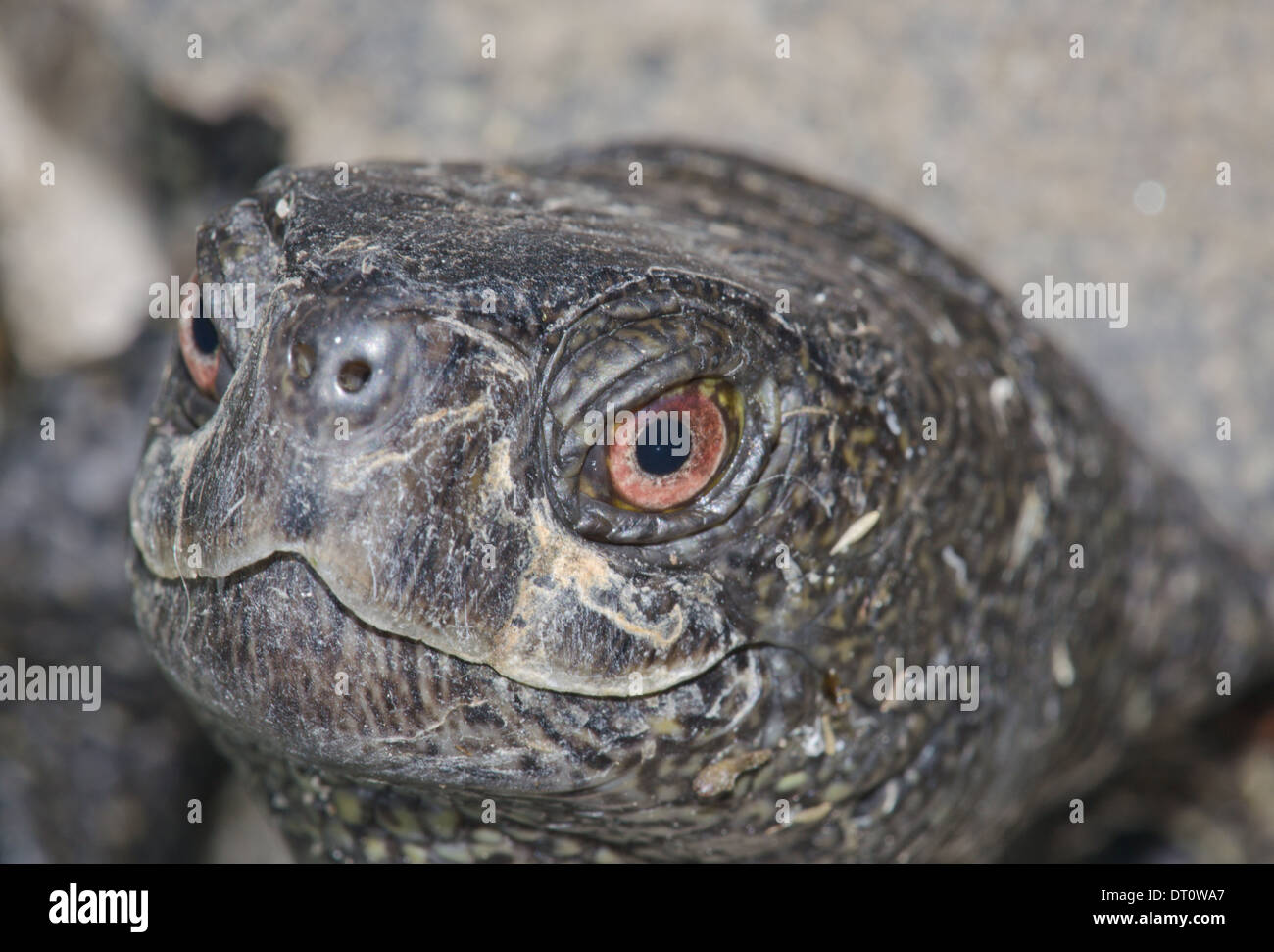 Unión estanque hembra tortuga close-up (Emys orbicularis) Foto de stock