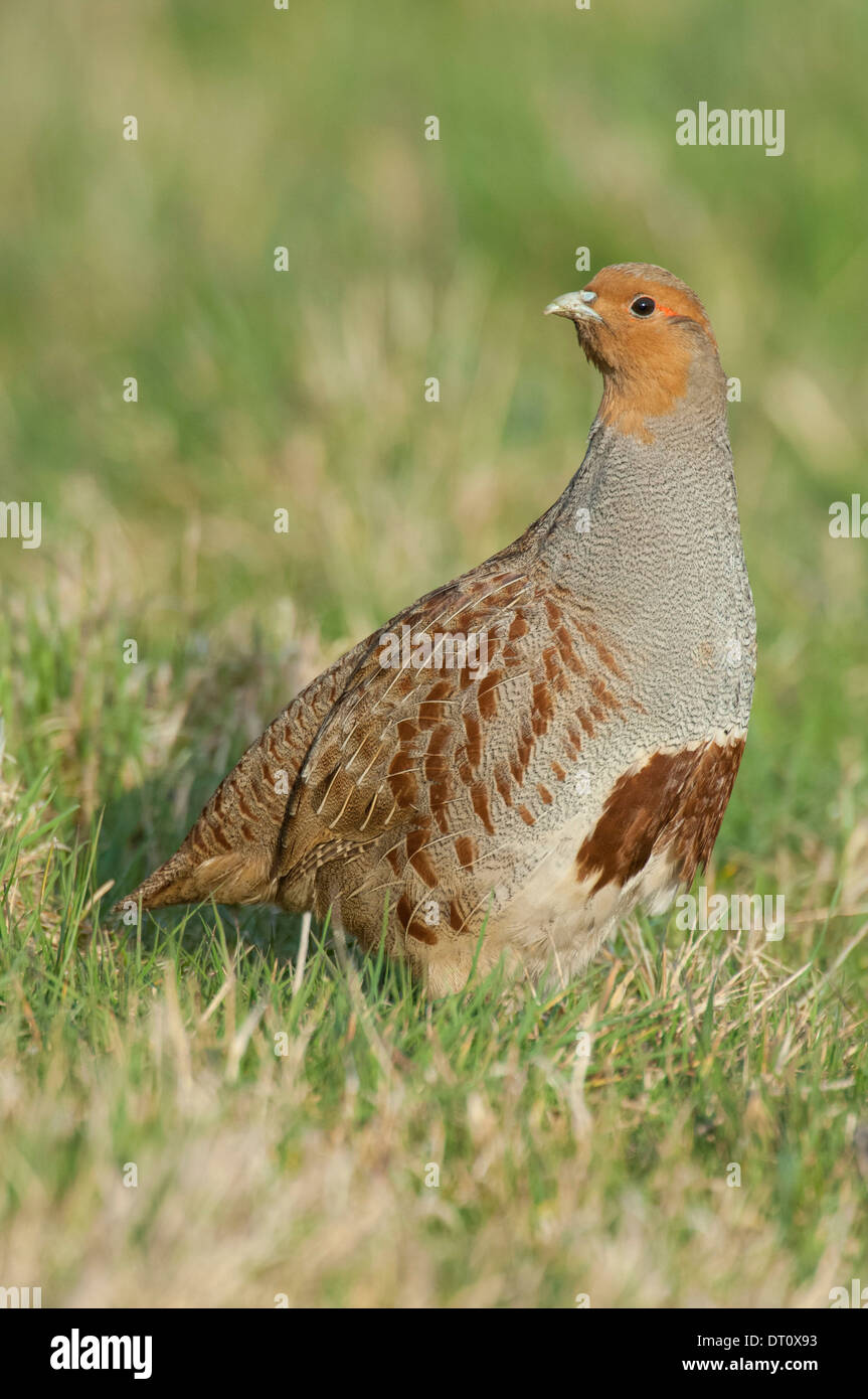 Ingles Perdiz Pardilla Perdix Perdix Fotografia De Stock Alamy