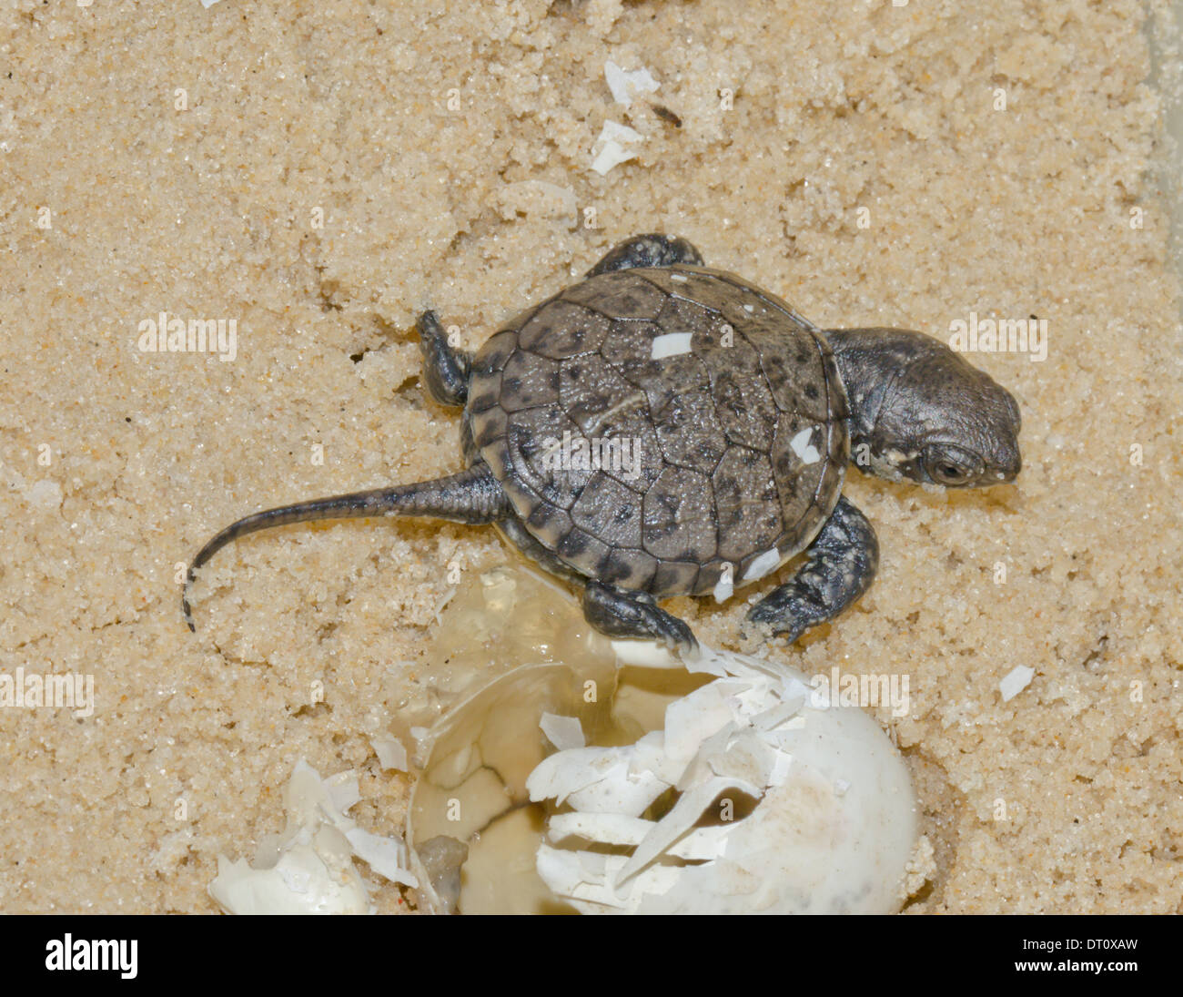 Unión Estanque la eclosión de huevos de tortuga (Emys orbicularis) secuencia 18 (de 20) Foto de stock