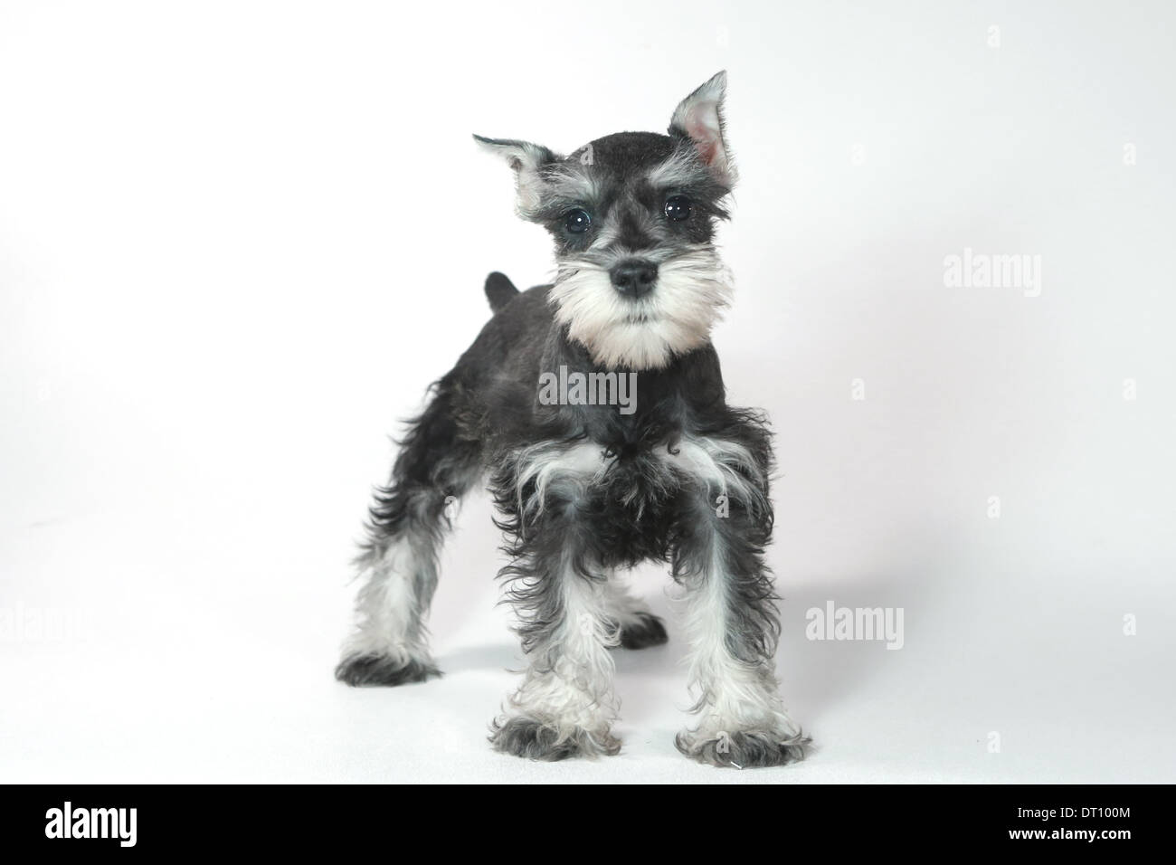 Bebe Lindo Y Adorable Cachorro Schnauzer Miniatura En Blanco Fotografia De Stock Alamy
