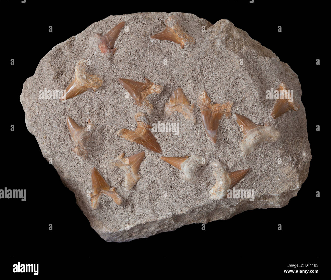 Dientes de tiburón fosilizados antigua Foto de stock