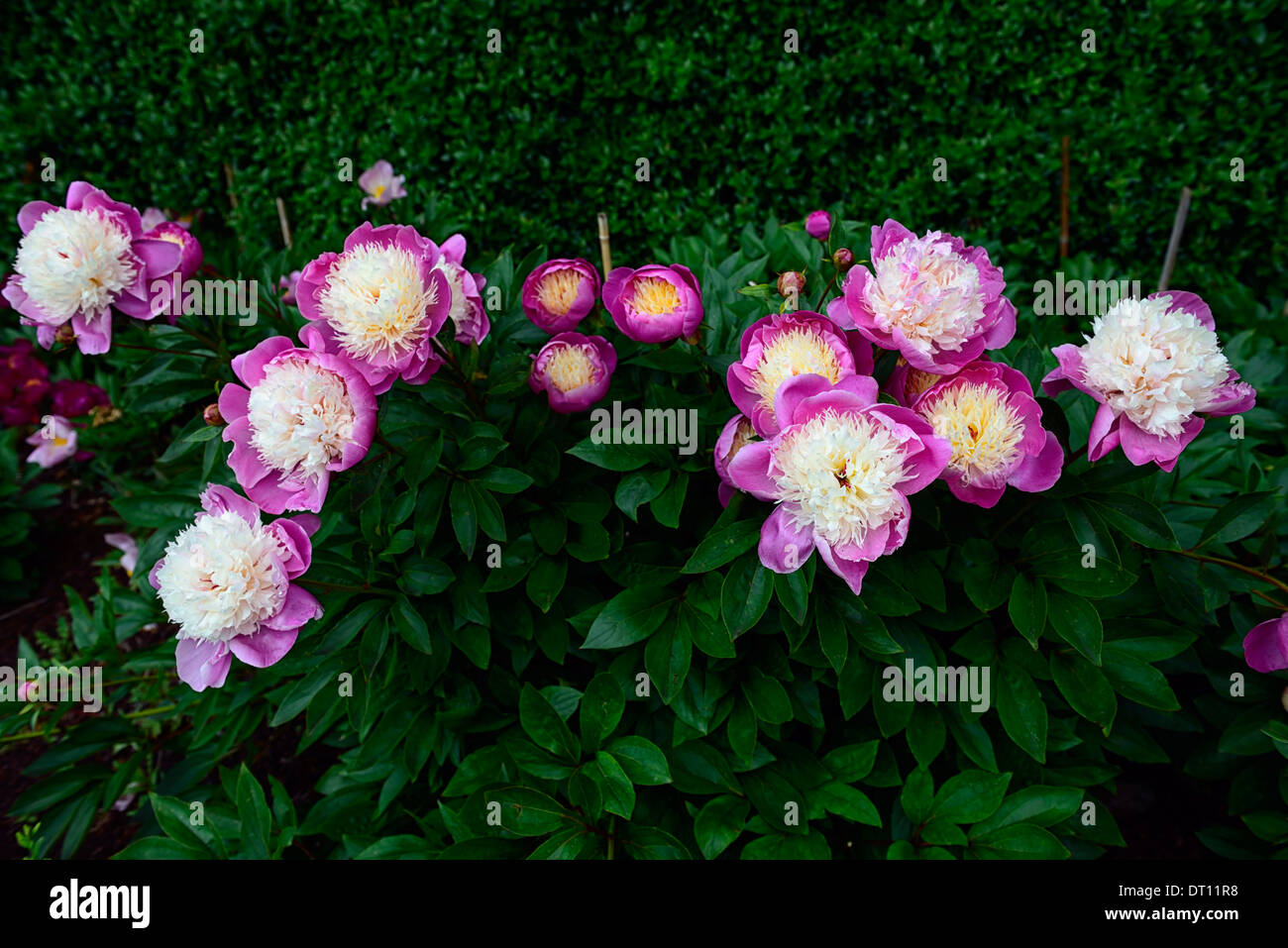Paeonia lactiflora tazón de peonías de belleza peonía blanca rosa flores flores herbácea perenne frontera cama Foto de stock