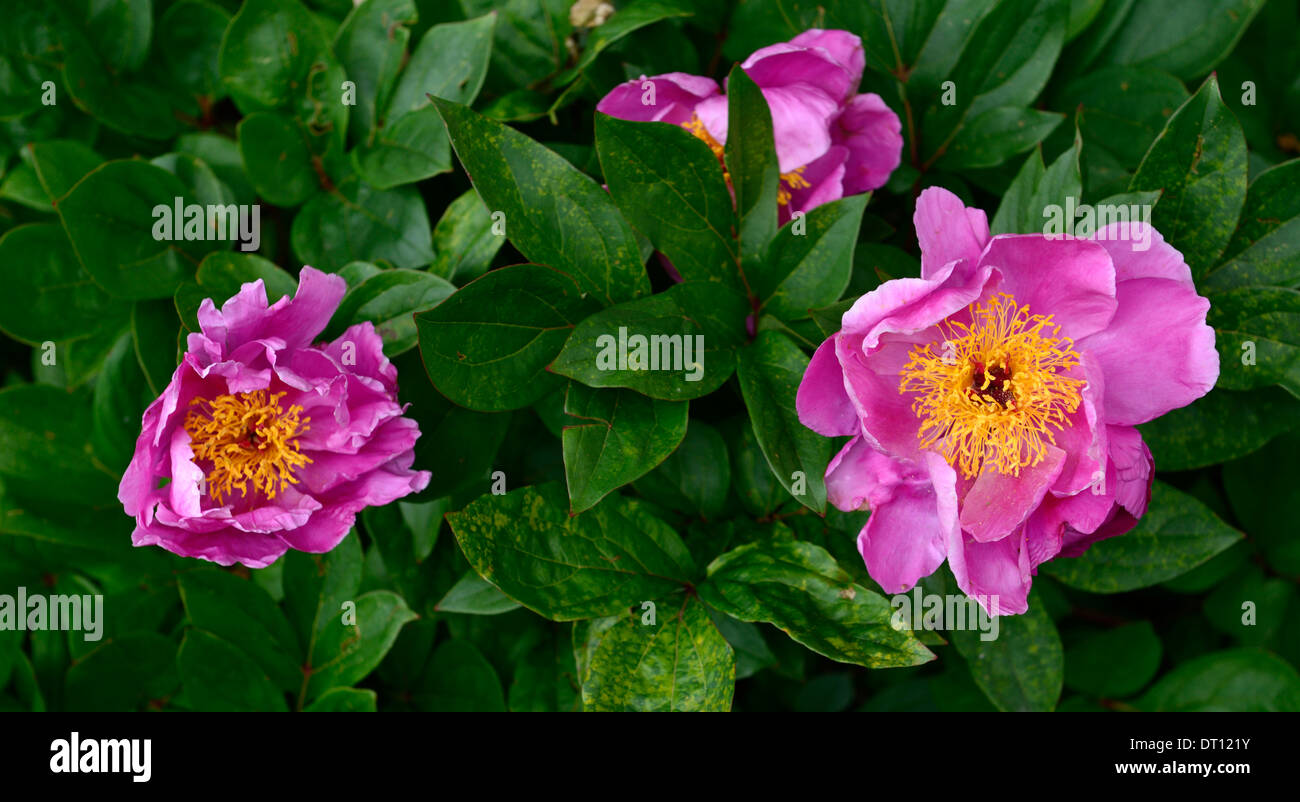 Paeonia lactiflora gayborder junio peonías flores flor rosa peonía herbácea perenne frontera cama Foto de stock