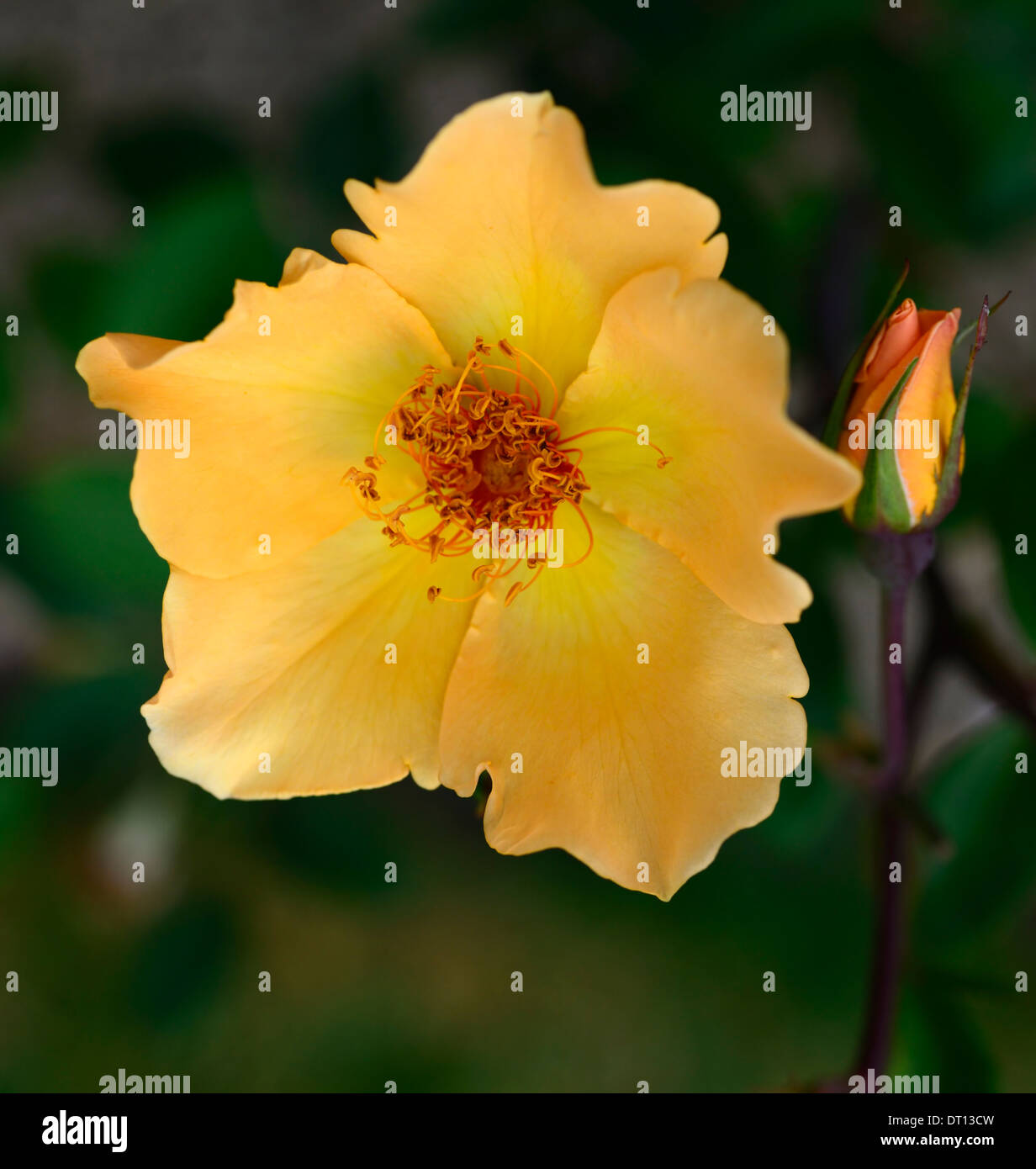 La Sra. rosa oakley fisher rosas de té híbridas rosal Amarillo albaricoque flores  flor flor florece floración floración Fotografía de stock - Alamy
