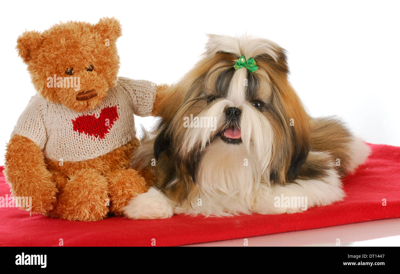 Cachorro amor - oso de peluche reconfortante adorable cachorro shih tzu en manta roja Foto de stock