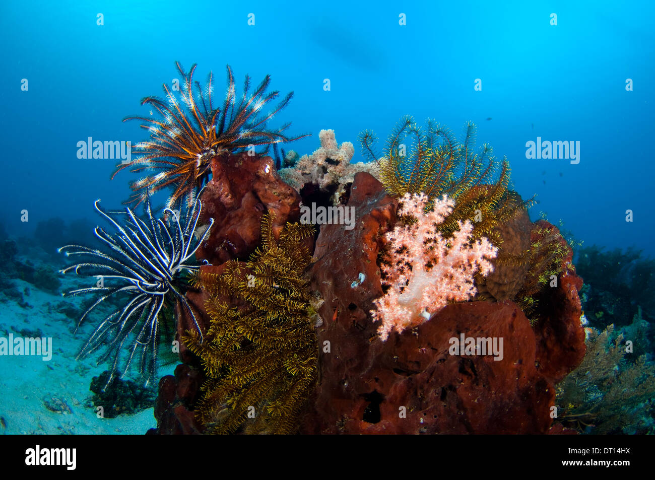 Estrellas de plumas, Crinoideos, coloridos arrecifes, Talimau Point West, Halmahera, Islas Molucas, Indonesia Foto de stock