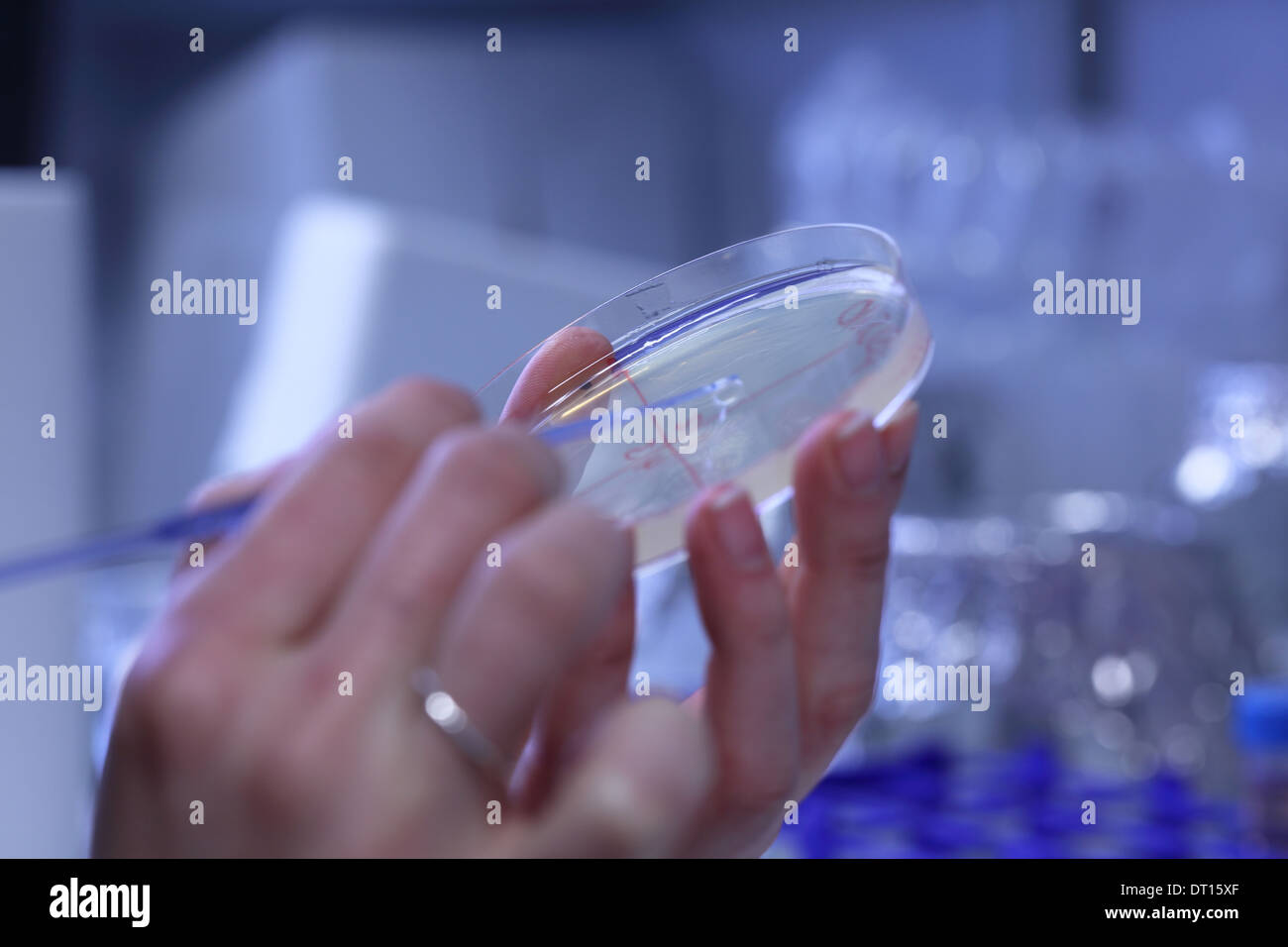 Placa de Petri con medio en un laboratorio para realizar pruebas Foto de stock