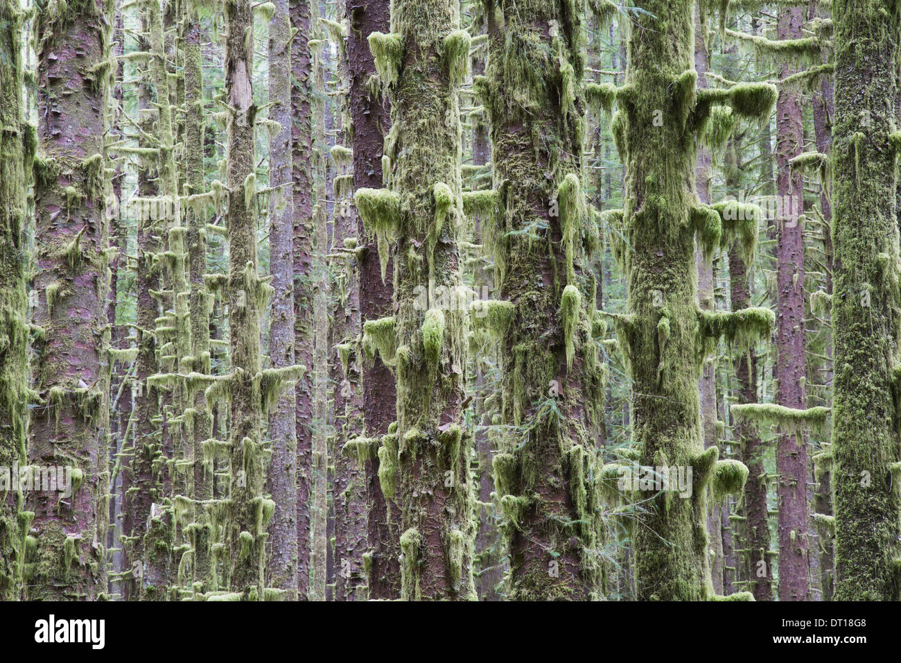 El Parque Nacional Olímpico en Washington, EE.UU. La picea de Sitka y Hemlock Occidental árboles rainforest Foto de stock