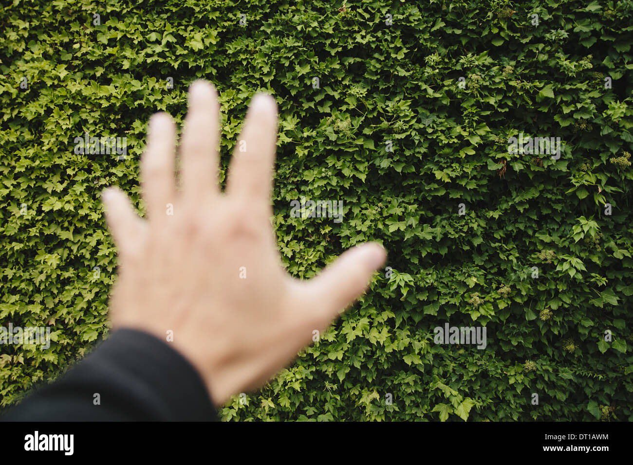 Seattle, Washington, EE.UU. la mano del hombre llega a la pared de hiedra verde Seattle Foto de stock