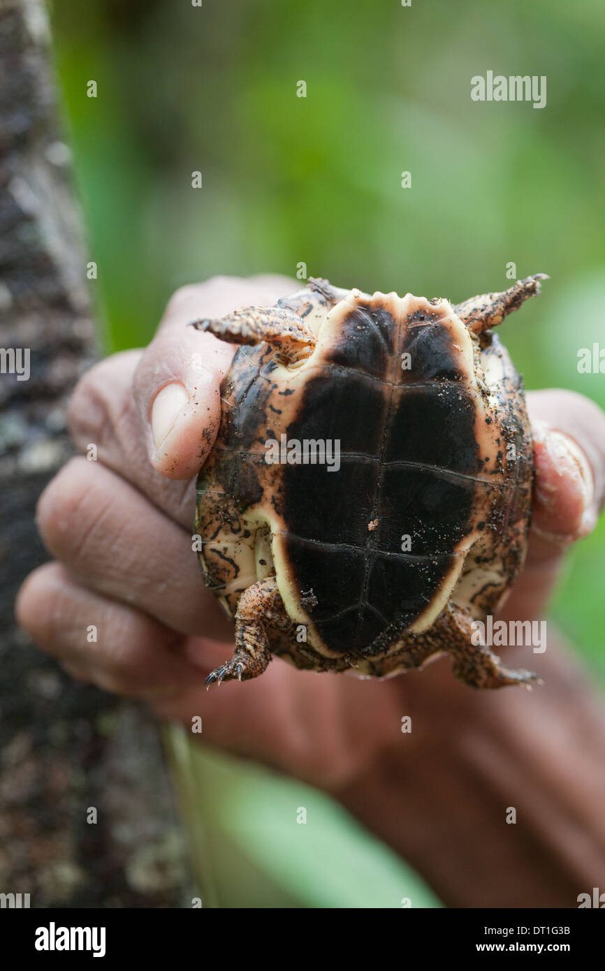 Río Negro o madera Tortuga (Rhinoclemmys funerea). Segundo año juvenil, animal, de mano, mostrando la parte inferior o peto. Foto de stock