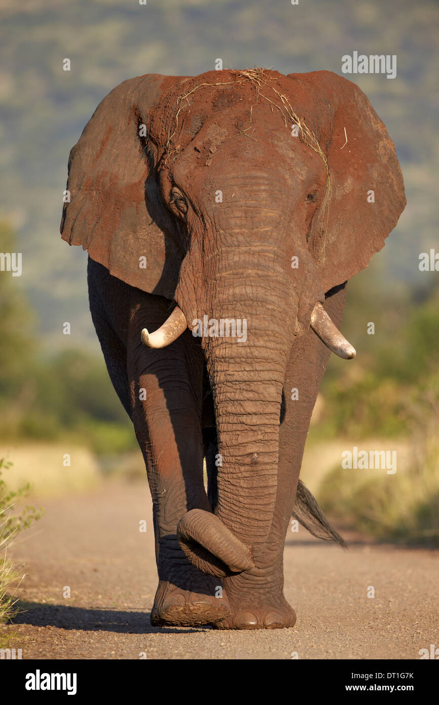 Elefante africano (Loxodonta africana), el Parque Nacional Kruger, Sudáfrica, África Foto de stock