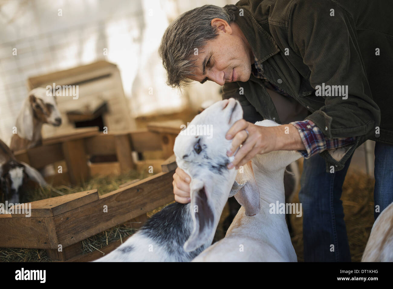 Un hombre en un establo con un rebaño de cabras en una granja de productos lácteos orgánicos Foto de stock