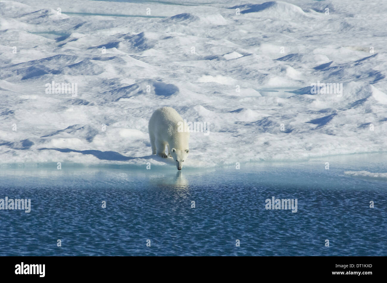 Oso Polar en el medio silvestre un poderoso depredador y una especies amenazadas o potencialmente vulnerables Foto de stock