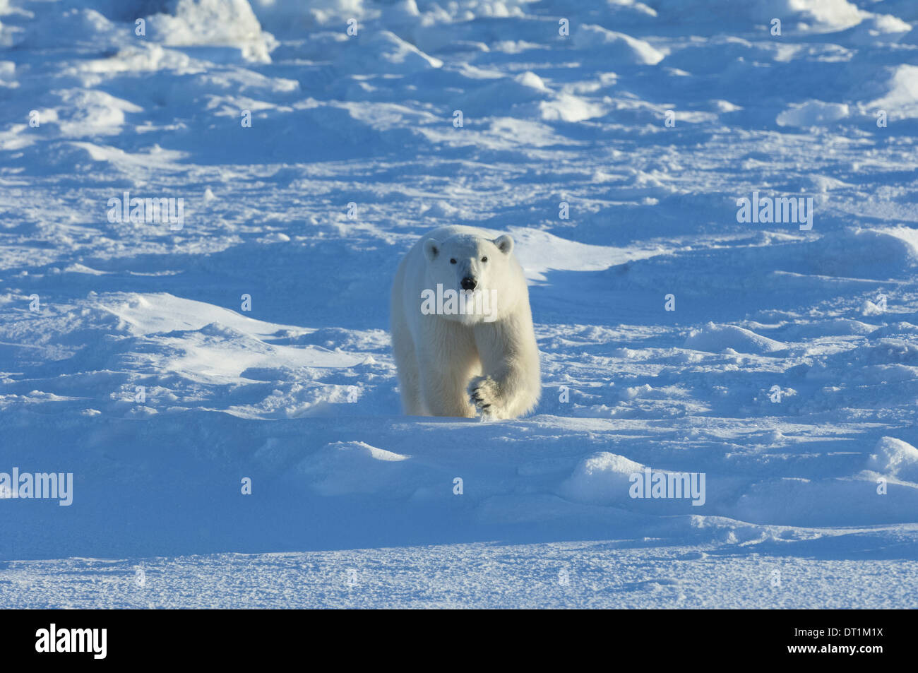 Los osos polares en el salvaje Foto de stock