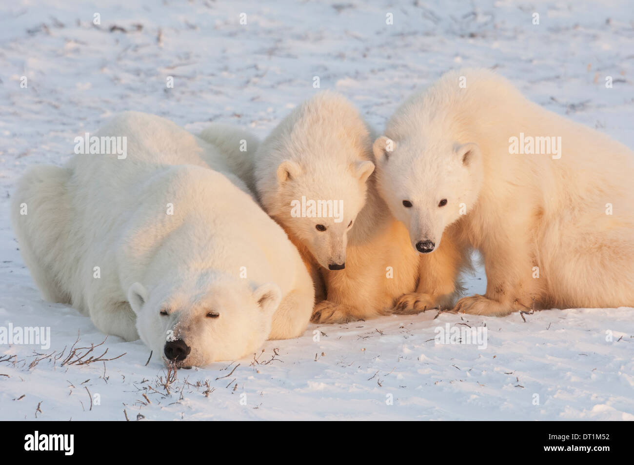 Los osos polares en el salvaje Foto de stock