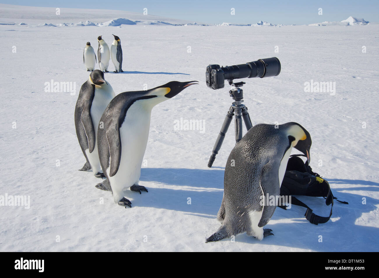 Un pequeño grupo de curiosos pingüinos Emperador mirando a la cámara y un trípode sobre el hielo de un pájaro mirando a través del visor Foto de stock