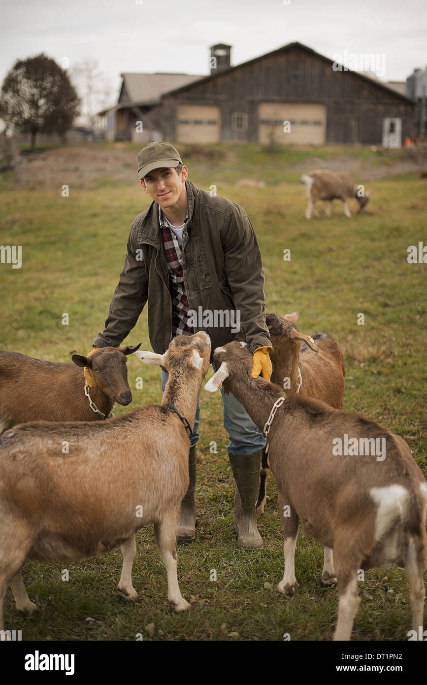Granja lechera agricultor trabajando y cuidando a los animales Foto de stock