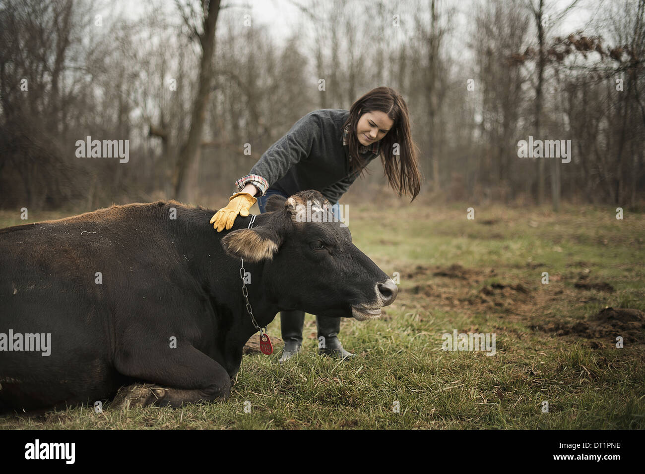 Granja lechera agricultor trabajando y cuidando a los animales Foto de stock
