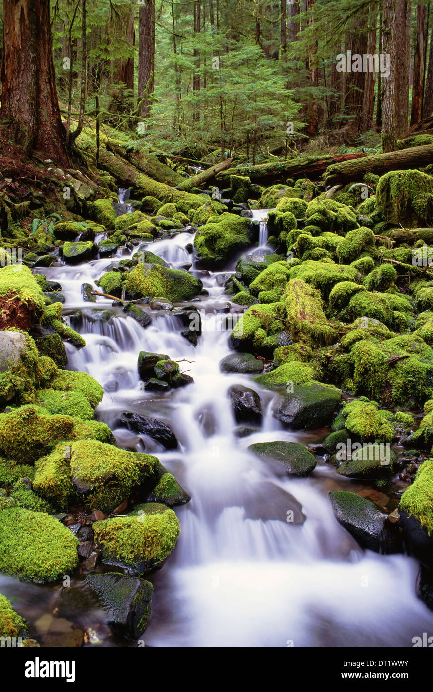 Un arroyo que fluye sobre rocas cubiertas de musgo en el Parque Nacional Olímpico en el estado de Washington Foto de stock