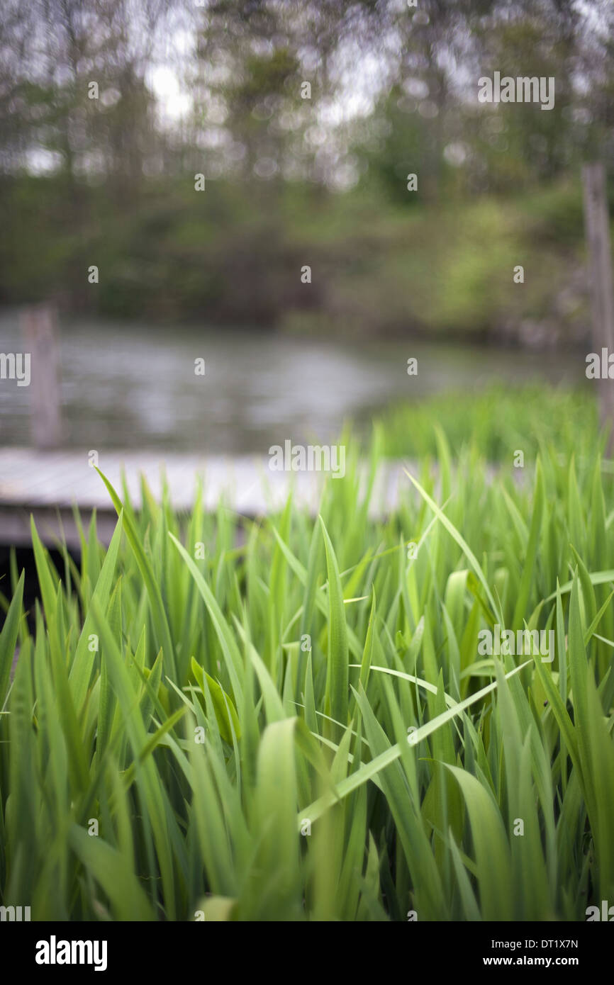 Cerrar la vista de superficie de exuberante césped por un lago o arroyo en el campo Foto de stock