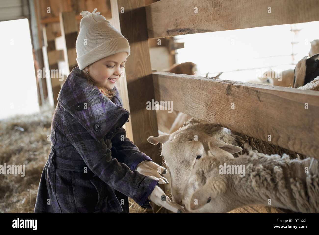 Un niño en el animal derramada permitiendo la alimentación de las ovejas de su mano Foto de stock