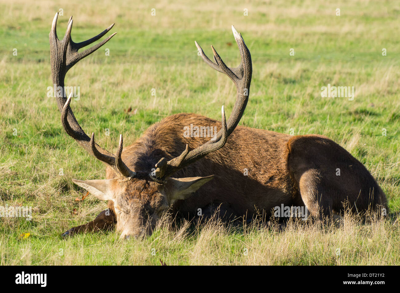 Ciervo rojo (Cervus elaphus) durmiendo Foto de stock