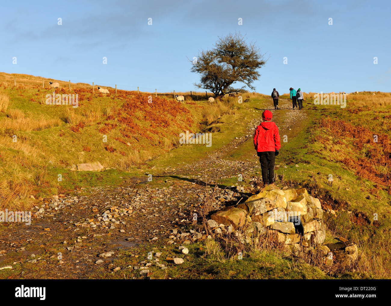 Caminata de 26 días, Newbiggin Fell, Cumbria, Inglaterra Foto de stock