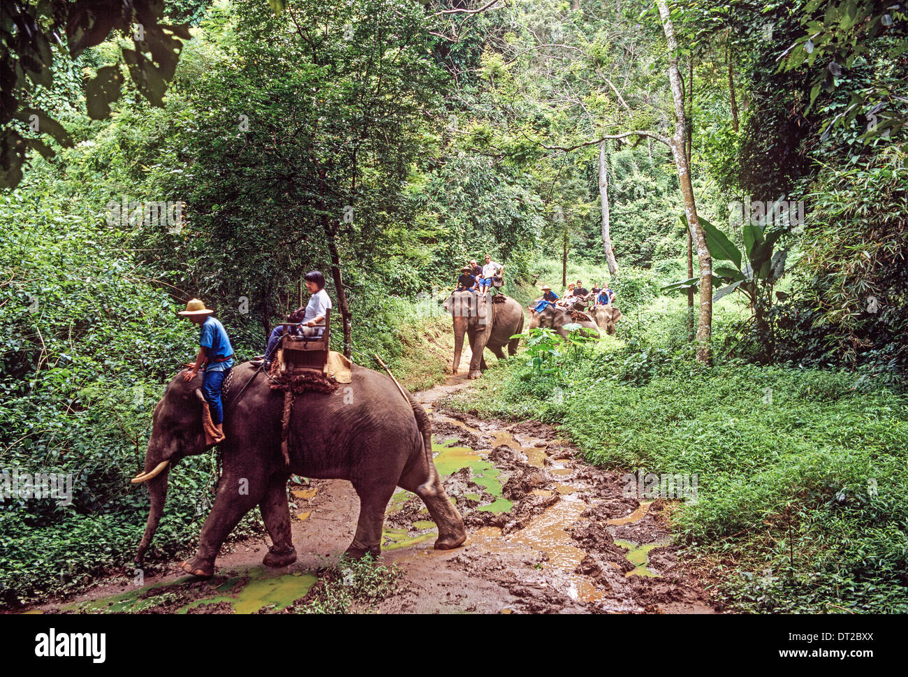 Paseos en elefante Chang Mi Tailandia Foto de stock