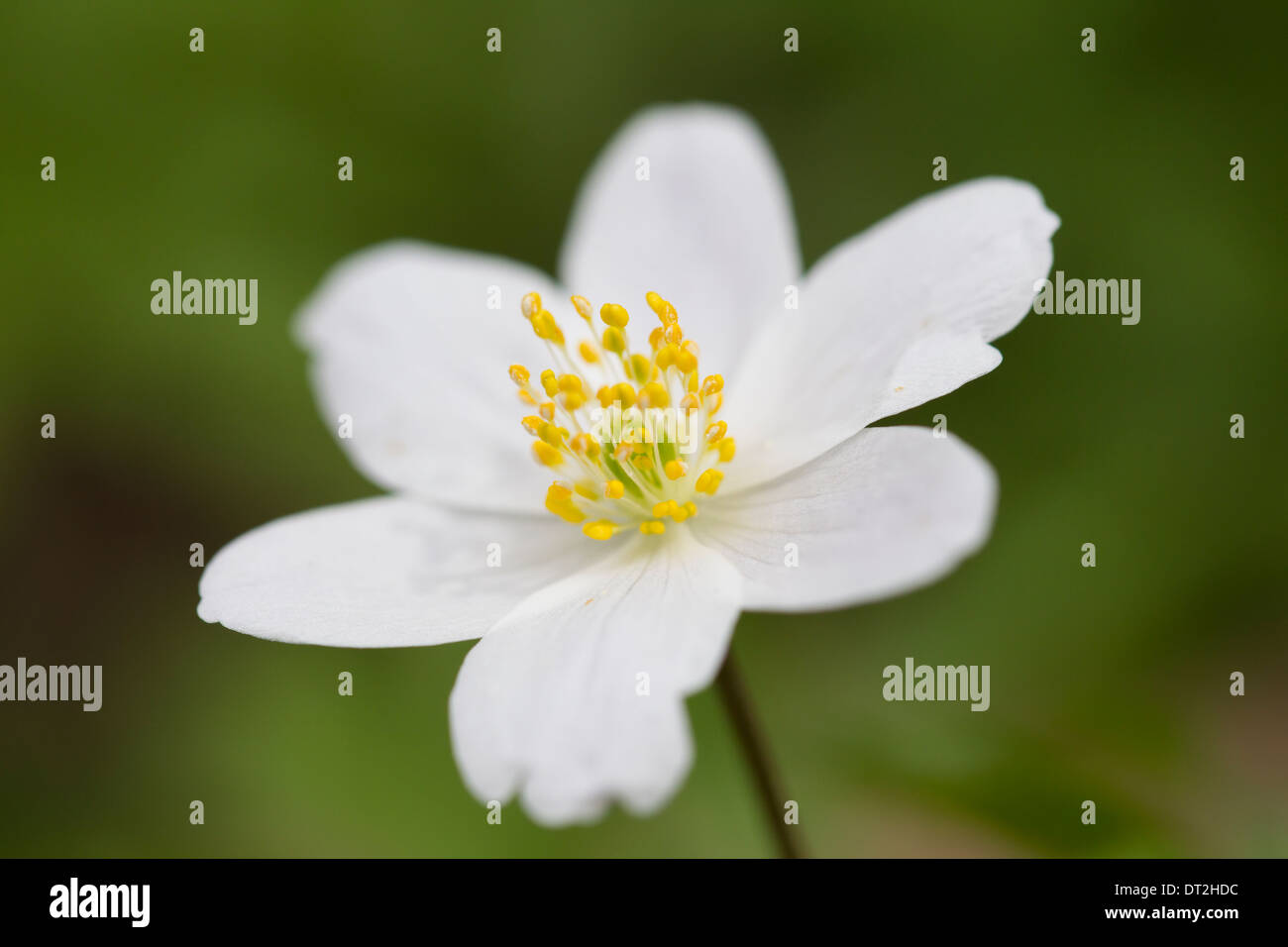 Anémona nemorosa flower bloom Buschwindroeschen brujas florales Foto de stock