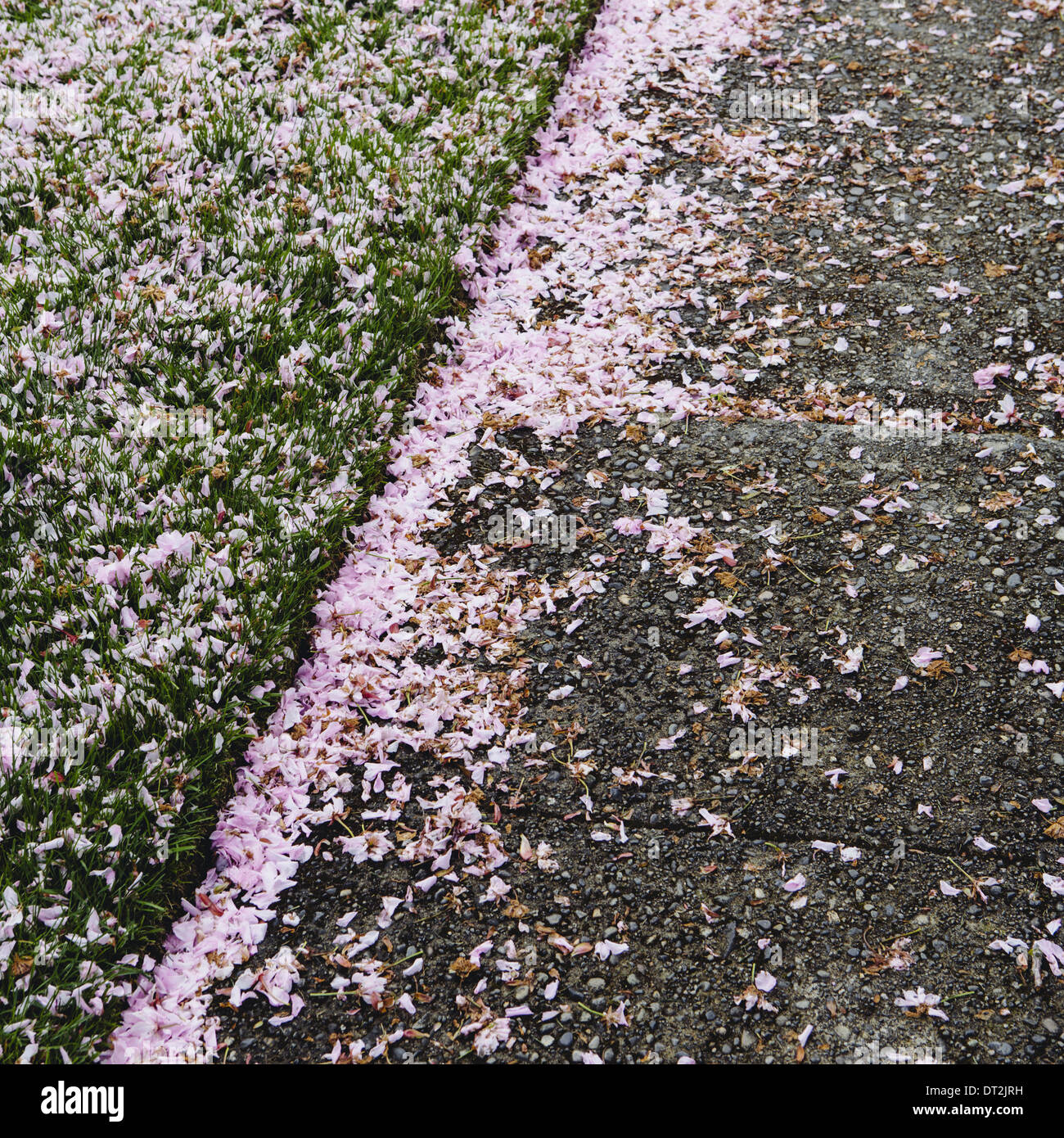 Los pétalos de la flor de cerezo rosa caído atravesado la vereda