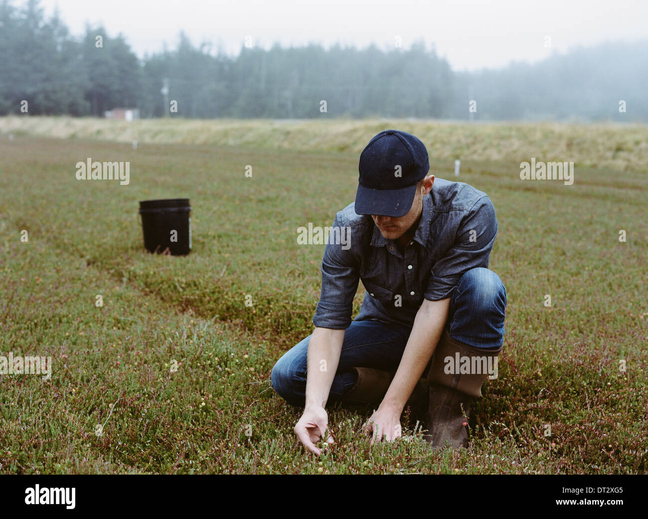 Una granja de arándanos en Massachusetts, los cultivos de los campos un hombre joven trabajando en la tierra la recogida de la cosecha Foto de stock