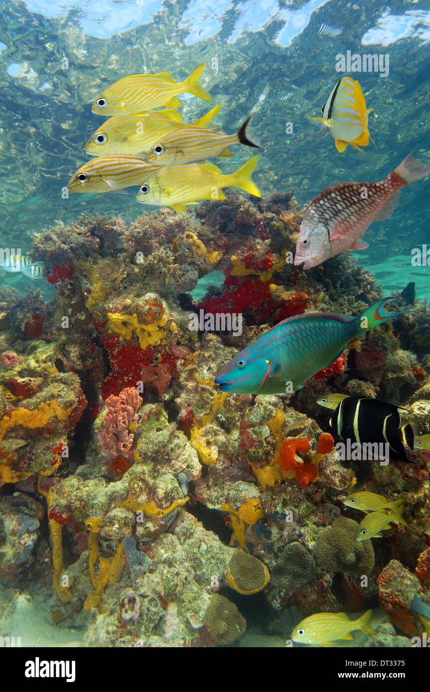 Paisaje submarino en un arrecife de coral con peces tropicales y colorida vida marina, mar Caribe, Islas de la Bahía, Roatán, Honduras Foto de stock
