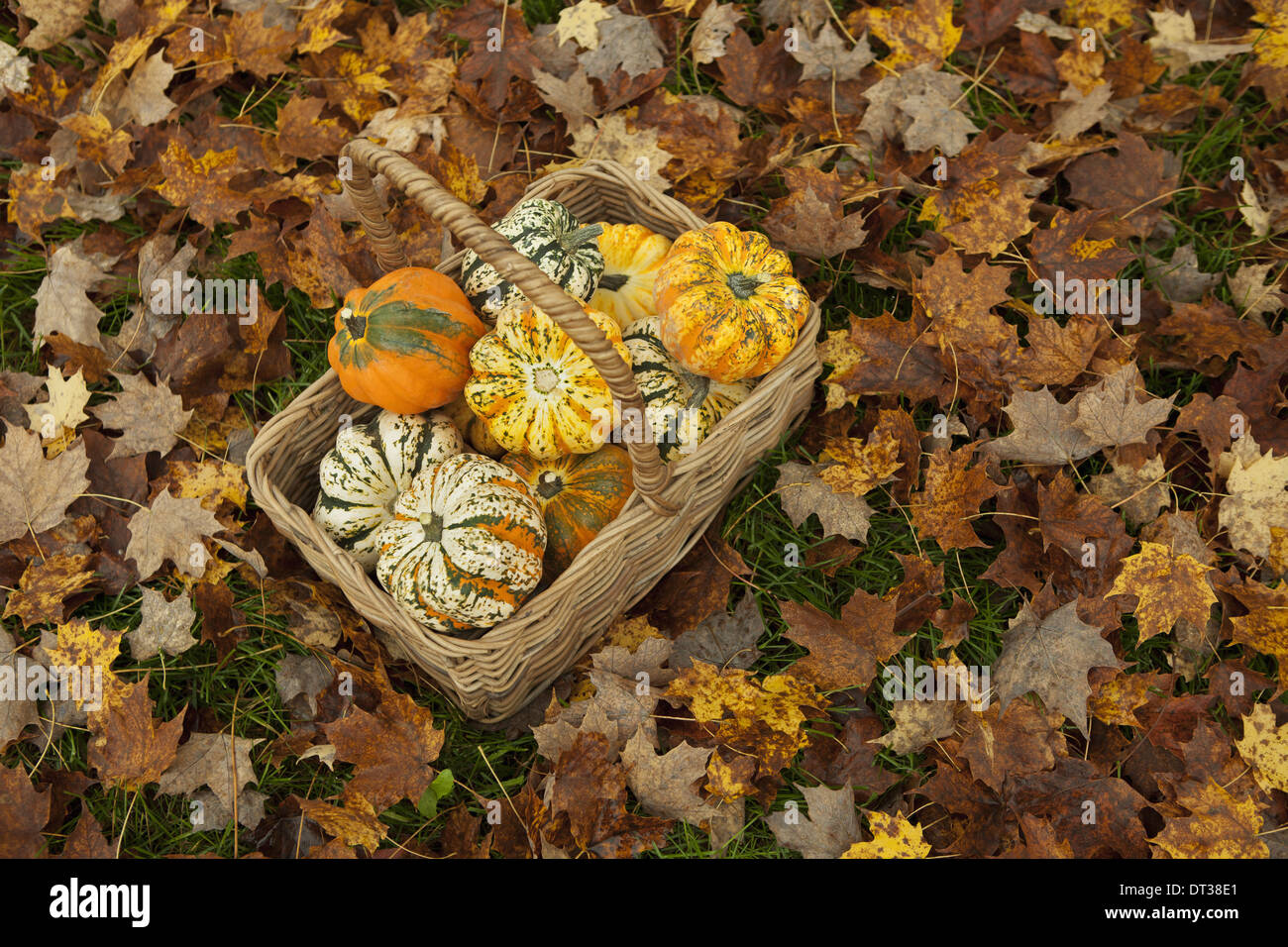 Hojas de otoño sobre el terreno. Una trug cesta o con una selección de los zapallos y calabazas. Las verduras. La agricultura orgánica. Foto de stock