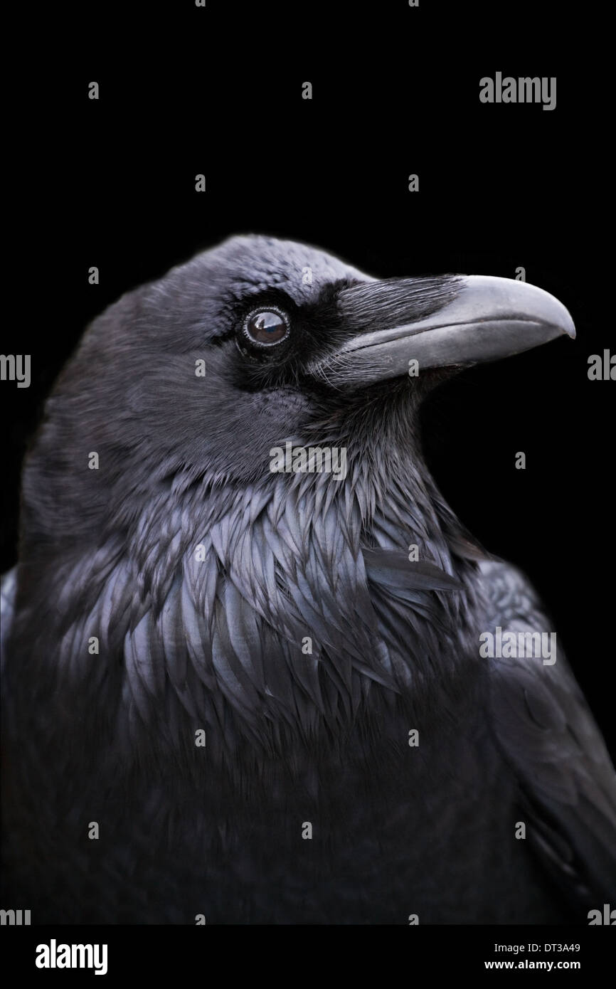 Perfil de un cuervo con un fondo negro, California. Foto de stock